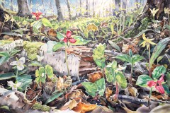 McEown-David-What-Grows-Here-29x46