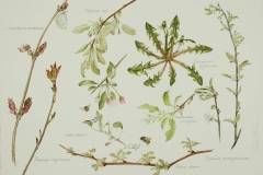 Elaine-Funnell-CSPWC-AB-Canada-Nature-Notes-May-2-12x16in-2019