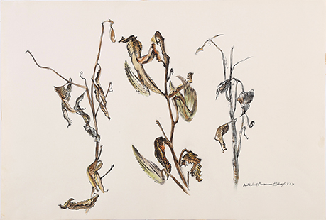 Schaefer, Carl, 1935, Milkweed Carnarvon, 56x74