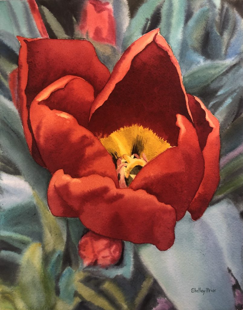 watercolour painting of a closeup view of a red tulip with a yellow center