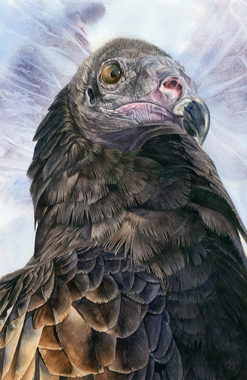 Watercolour painting of a vulture 